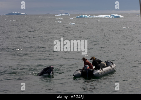 Abenteuer-Reisende beobachten Buckelwale Impressionen Novaeangliae vor der westlichen Antarktischen Halbinsel Stockfoto