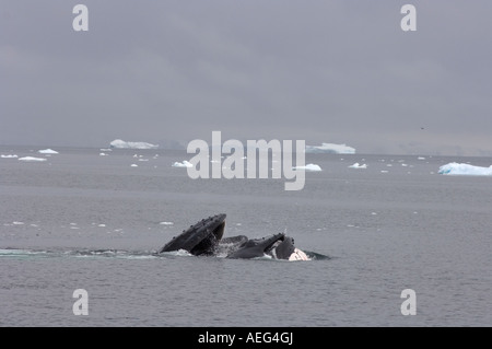 Buckelwal Impressionen Novaeangliae paar Fütterung in den Gewässern abseits der westlichen Antarktischen Halbinsel-Antarktis Stockfoto