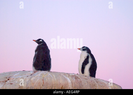 Gentoo Pinguinküken Pygoscelis Papua in der Dämmerung entlang der westlichen Antarktischen Halbinsel Antarktis Southern Ocean Stockfoto