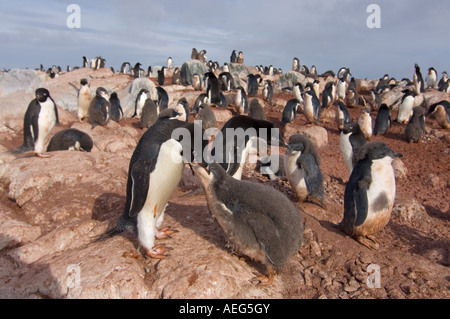 Adelie Penguin Pygoscelis Adeliae Elternteil füttert seine Küken westlichen Antarktischen Halbinsel Antarktis Southern Ocean Stockfoto