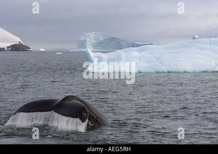 Buckelwal Impressionen Novaeangliae Fütterung in den Gewässern vor der westlichen Antarktischen Halbinsel Antarktis Southern Ocean Stockfoto