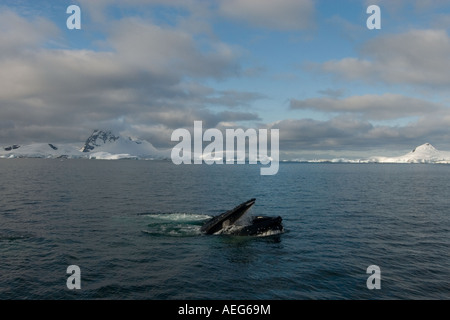 Krabbenfresserrobbe Dichtungen Lobodon Carcinophaga Fütterung auf eine Schule der Krill in den Gewässern vor der westlichen Antarktischen Halbinsel-Antarktis Stockfoto