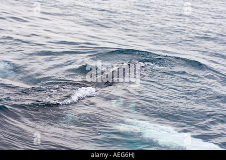 Impressionen-Novaeangliae Buckelwal in den Gewässern vor der westlichen Antarktischen Halbinsel Antarktis Southern Ocean Stockfoto