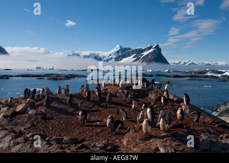 Adelie Penguin Pygoscelis Adeliae Kolonie auf der westlichen Antarktischen Halbinsel Antarktis Southern Ocean Stockfoto