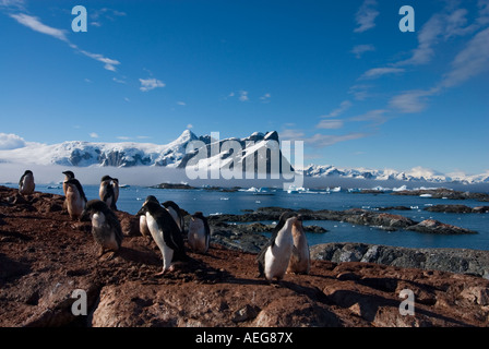 Adelie Penguin Pygoscelis Adeliae Kolonie auf der westlichen Antarktischen Halbinsel Antarktis Southern Ocean Stockfoto