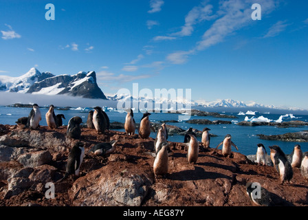 Adelie Penguin Pygoscelis Adeliae Kolonie auf der westlichen Antarktischen Halbinsel Antarktis Southern Ocean Stockfoto