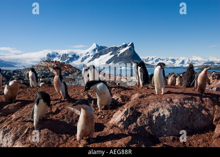 Adelie Penguin Pygoscelis Adeliae Kolonie auf der westlichen Antarktischen Halbinsel Antarktis Southern Ocean Stockfoto