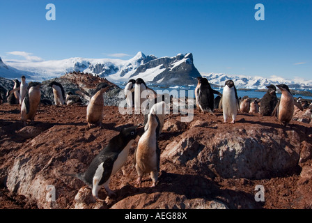 Adelie Penguin Pygoscelis Adeliae Kolonie auf der westlichen Antarktischen Halbinsel Antarktis Southern Ocean Stockfoto