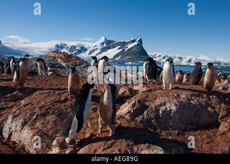 Adelie Penguin Pygoscelis Adeliae Kolonie auf der westlichen Antarktischen Halbinsel Antarktis Southern Ocean Stockfoto