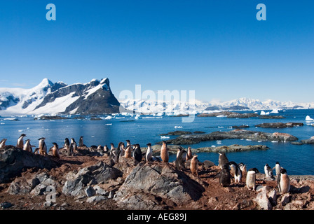 Adelie Penguin Pygoscelis Adeliae Kolonie auf der westlichen Antarktischen Halbinsel Antarktis Southern Ocean Stockfoto