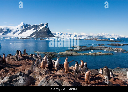 Adelie Penguin Pygoscelis Adeliae Kolonie auf der westlichen Antarktischen Halbinsel Antarktis Southern Ocean Stockfoto