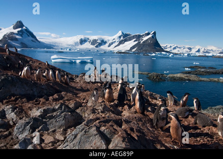 Adelie Penguin Pygoscelis Adeliae Kolonie auf der westlichen Antarktischen Halbinsel Antarktis Southern Ocean Stockfoto
