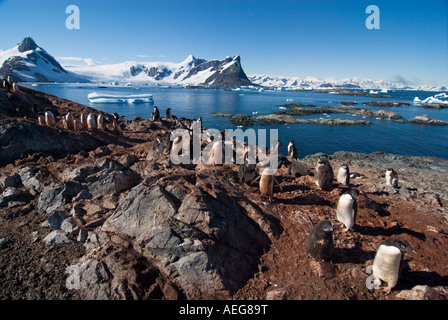 Adelie Penguin Pygoscelis Adeliae Kolonie auf der westlichen Antarktischen Halbinsel Antarktis Southern Ocean Stockfoto