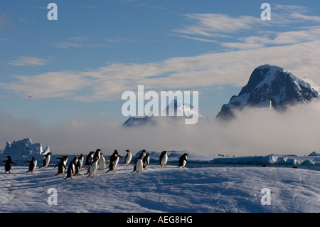 Adelie-Pinguine Pygoscelis Adeliae auf Gletschereis entlang der westlichen Antarktischen Halbinsel Antarktis Southern Ocean Stockfoto