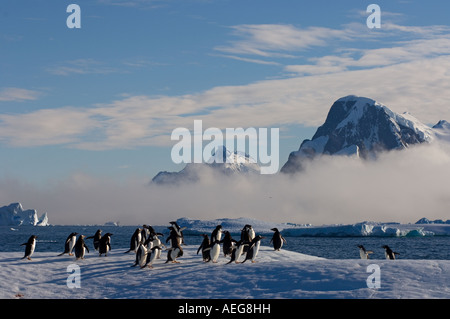 Adelie-Pinguine Pygoscelis Adeliae auf Gletschereis entlang der westlichen Antarktischen Halbinsel Antarktis Southern Ocean Stockfoto