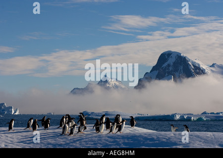 Adelie-Pinguine Pygoscelis Adeliae auf Gletschereis entlang der westlichen Antarktischen Halbinsel Antarktis Southern Ocean Stockfoto