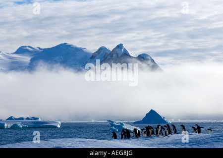 Adelie-Pinguine Pygoscelis Adeliae auf Gletschereis entlang der westlichen Antarktischen Halbinsel Antarktis Southern Ocean Stockfoto