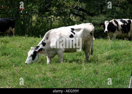 Holstein - Friesian Kühe essen Rasen auf einem Bauernhof in Cerro Punta, Chiriqui, Republik von Panama in Mittelamerika. Stockfoto