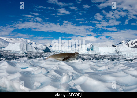 Krabbenfresserrobbe Dichtung Lobodon Carcinophaga ruht auf Gletschereis entlang der westlichen Antarktischen Halbinsel Antarktis Southern Ocean Stockfoto