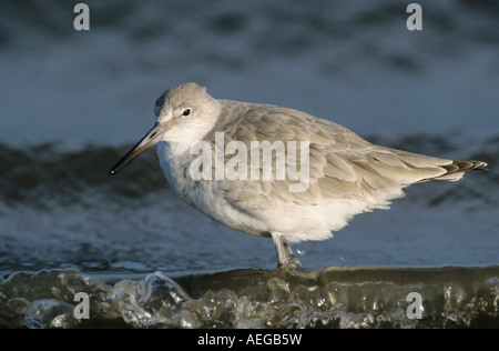 Willet Catoptrophorus Semipalmatus Erwachsene Winterkleid Sanibel Island Florida USA Dezember 1998 Stockfoto