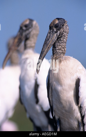 Holz-Storch Mycteria Americana Erwachsene Lake Corpus Christi Texas USA Juni 2003 Stockfoto