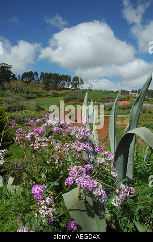 Pericallis webbii, lokal als Maiblume bezeichnet, in der Bergregion Las Cumbres in der Nähe von Tejeda auf Gran Canaria, einer der Kanarischen Inseln Spaniens Stockfoto