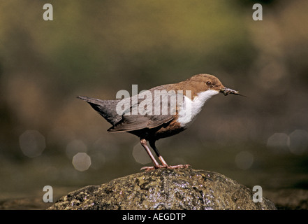 Weißer-throated Schöpflöffel Cinclus Cinclus Erwachsenen Oberaegeri Schweiz April 1995 Stockfoto