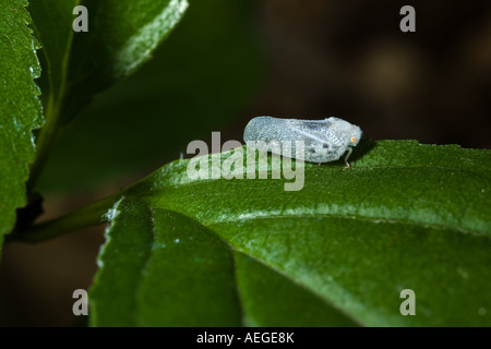 Citrus Flatid Planthopper auf Garten Blatt Stockfoto