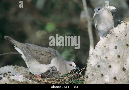 White-bestückte Dove Leptotila Verreauxi Erwachsenen mit jungen im Nest und unreifen weißen geflügelten Taube im Rio Grande Valley Texas Kaktus Stockfoto