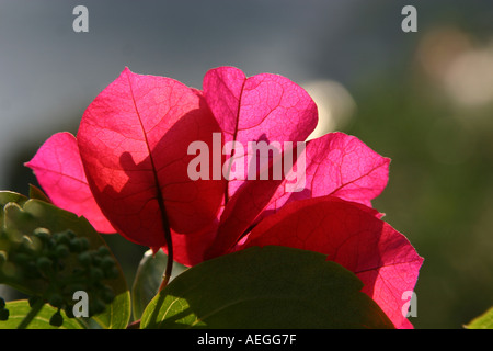 einzelne rote Bougainvillea Blume Nahaufnahme Italien Stockfoto