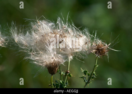 Thistledown Stockfoto