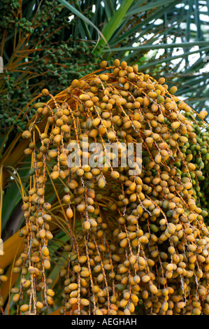 Termine auf einer Palme Stockfoto