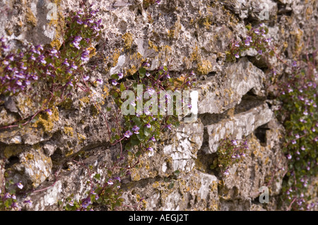 Efeu-leaved Leinkraut Cymbalaria Muralis festhalten und wachsen aus Steinmauer Anzahl 2497 Stockfoto