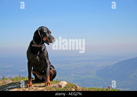 Manchester-Terrier, genießen die Aussicht vom Brauneck Berggipfel in Bayern Deutschland Europa Stockfoto