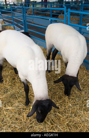 Suffolk Schafe auf einer 4H Vieh Show im Dutchess County Fair in Rhinebeck New York, August 2007 Stockfoto