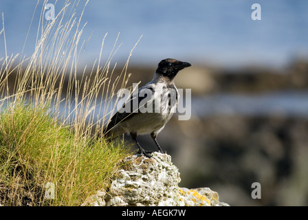 Hooded Crow, thront auf einem Felsen. Stockfoto