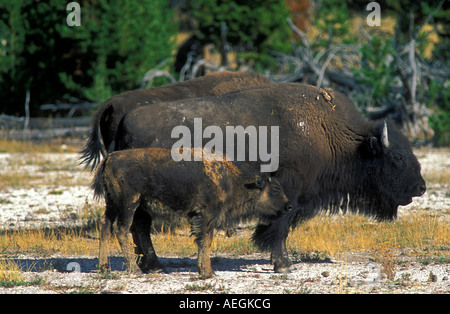 Bison und Kalb Yellowstone Nationalpark Wyoming USA Stockfoto
