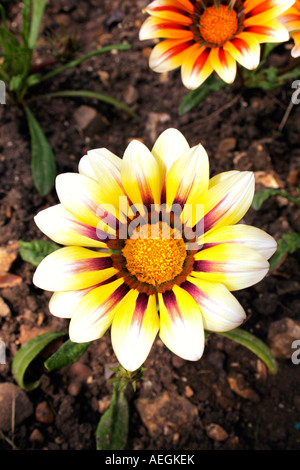 Gazania. Tiger stripes. Stockfoto