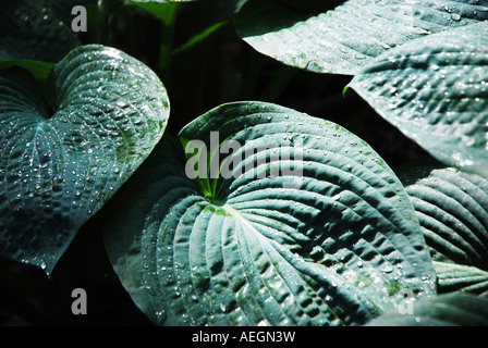 Hosta Blätter Glitzern mit Regentropfen nach einer frühen Sommerregen. Hostas sind Schatten Pflanzen. Stockfoto