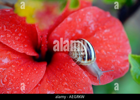 Eine Schnecke auf einer roten Blume nach dem Regen Stockfoto