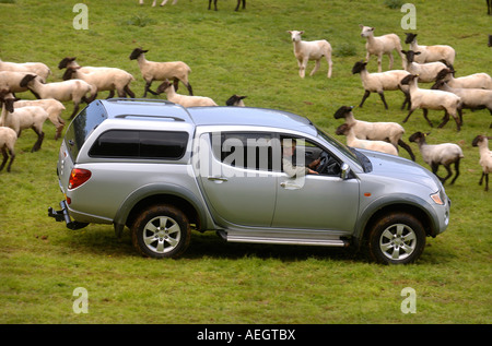 EIN SCHAFZÜCHTER FAHREN EINEN DOPPELKABINE PICKUP WÄHREND LÄMMER AUF EINE GLOUCESTERSHIRE FARM UK Stockfoto