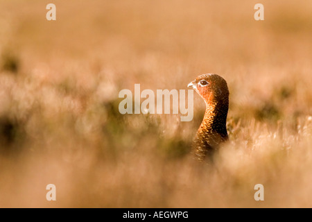 Moorschneehühner Männlich aus Lammermoor Hills, Scottish Borders Stockfoto