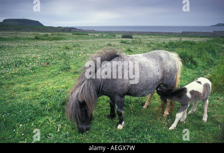 Großbritannien Shetland-Inseln-Shetland-Ponys grasen auf grasbewachsenen Flächen Stockfoto