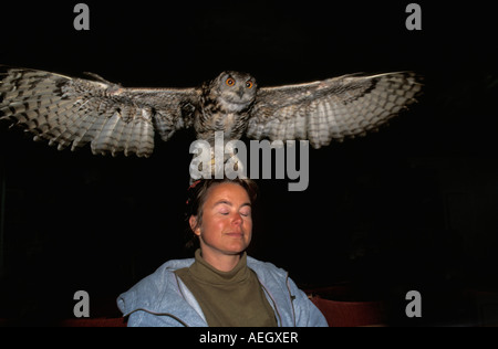 Großbritannien, Crow, Schleiereule, Tyto Alba, fliegen über Kopf der Frau Stockfoto