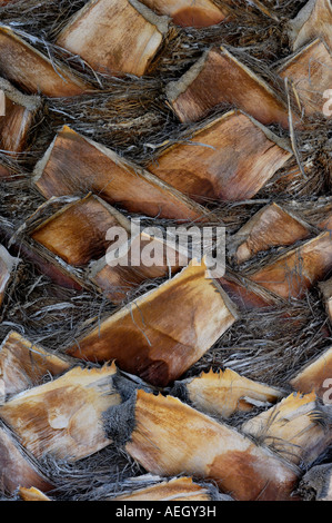 Palm Tree Trunk Rinde Hintergrundtextur Stockfoto