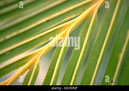 Palm Leaf Stockfoto