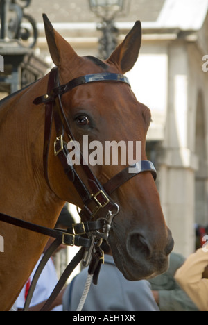 Vertikale Nahaufnahme eines der Pferde der Household Cavalry auf der Hut vor Horse Guards Parade am Whitehall an einem sonnigen Tag Stockfoto