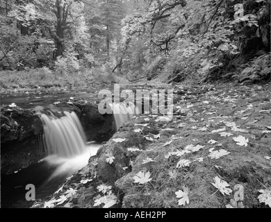 Farbige Big Leaf Maple Herbstlaub North Fork Silver Creek Silver Falls State Park-Oregon Stockfoto