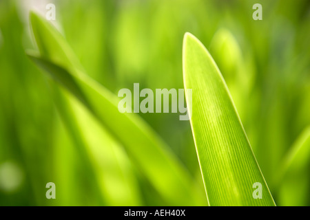 Grass Stockfoto