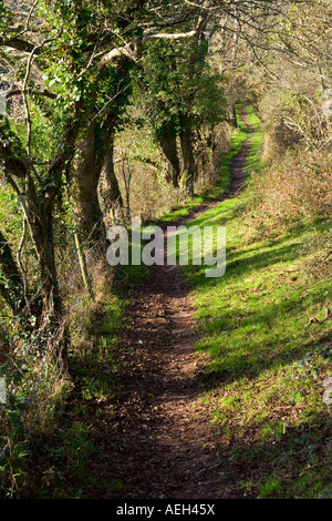 Feldweg am Wald im Herbst Stockfoto